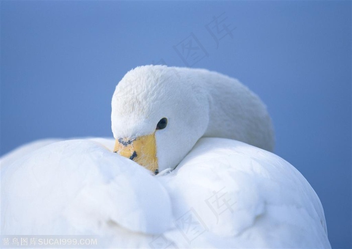 漂亮天鹅头插入羽毛中的天鹅