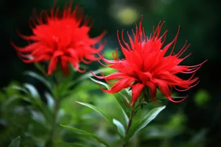 红色花朵摄影图