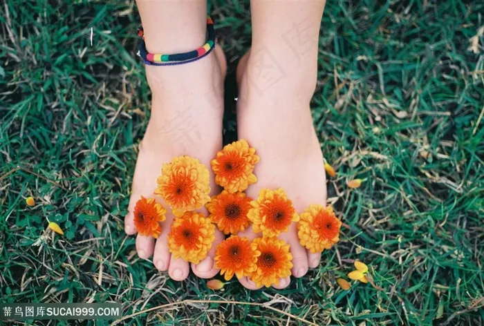 脚下的小小太阳花