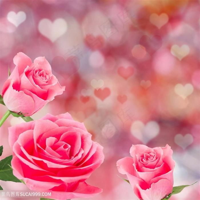 唯美心形背景粉色玫瑰花图片 - 菜鸟图库