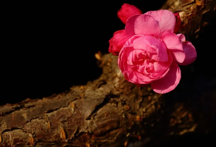 唯美花朵梅花素材图片