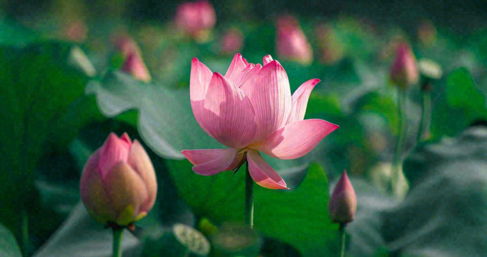 夏天荷花池荷叶荷花特写，夏至小暑大暑摄影图