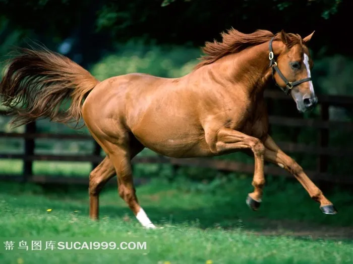 赛马场草地上奔跑的棕色骏马摄影图