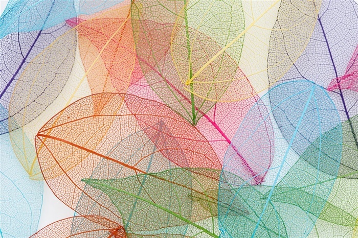 多彩唯美多重曝光树叶底纹背景素材图片