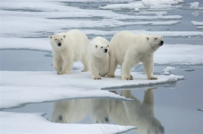 冰块上三只北极熊图片