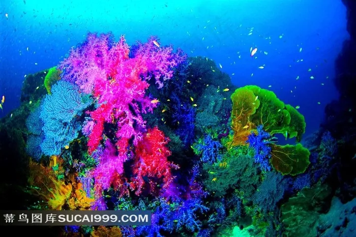 美丽海底珊瑚摄影