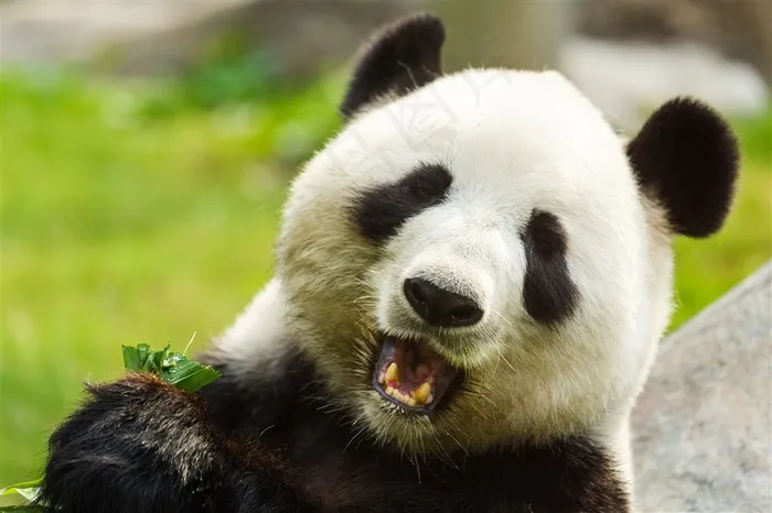 可爱的大熊猫动物素材