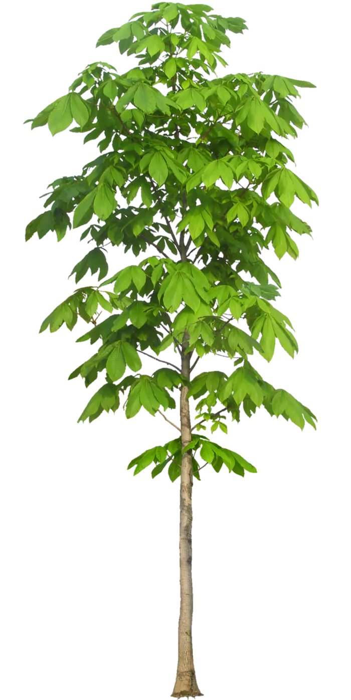 高清树木素材 免抠PSD植物素材 美术绘画园林贴图 树草灌木花草