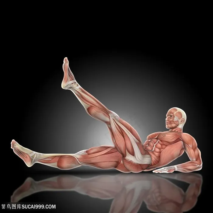 抬起左腿人体全身肌肉透视图片