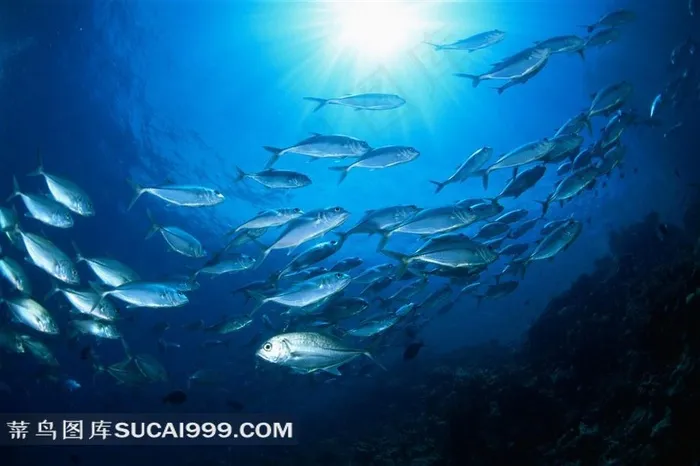 海洋生物深海鱼群高清素材图片