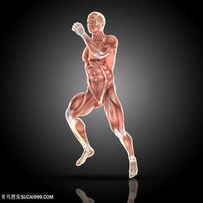全身人体肌肉透视图片