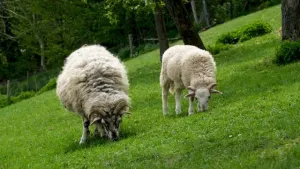 羊, 羊毛, 牧场, 草, 角, 乡村的, 动物