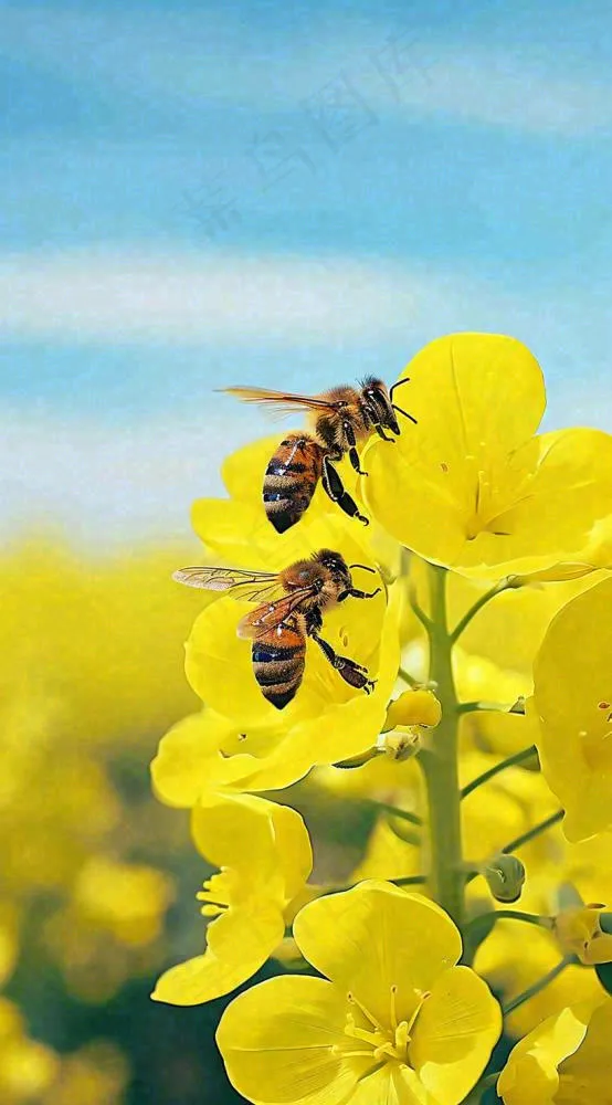 蓝天下蜜蜂在黄色花朵上，春天摄影图