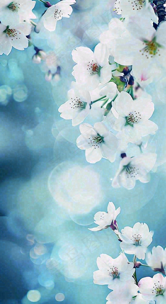 唯美清新白色鲜花，文艺新鲜浪漫情人节摄影图