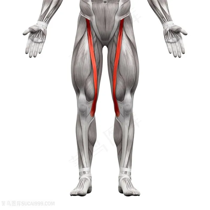 大腿内侧人体肌肉透视图片人体器官图