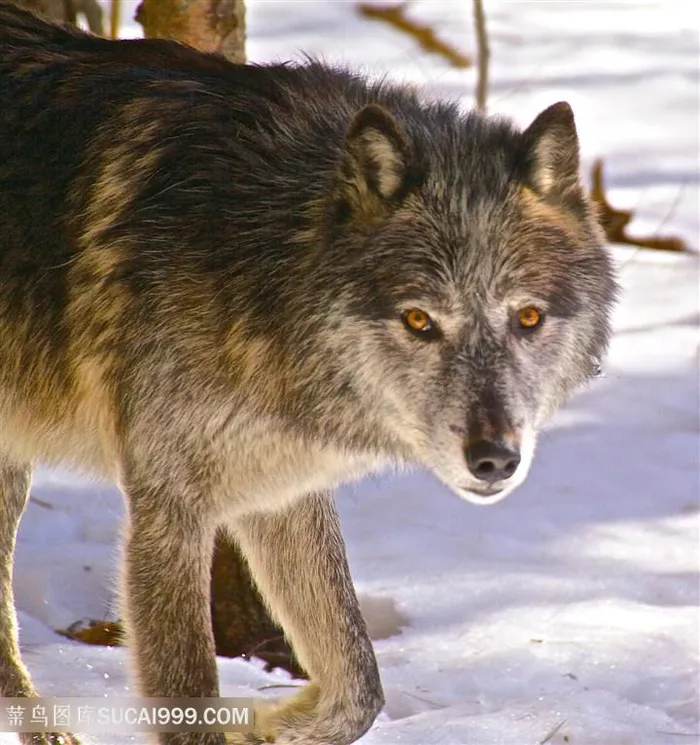 高清雪地里凶猛的狼动物图片