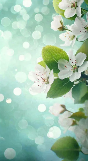 白色樱花花朵鲜花在阳光下，春天立春春分惊蛰摄影图