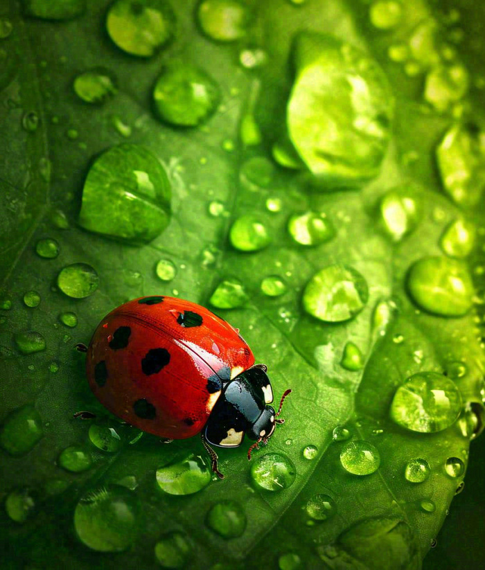 春夏天季节七星瓢虫昆虫绿叶，夏至摄影图