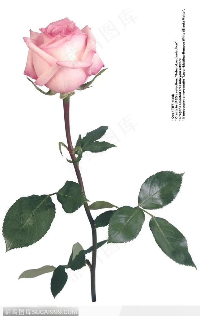 情人节花物语-一支漂亮的粉色玫瑰