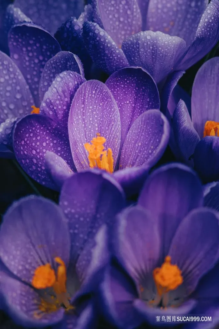 紫色微距水仙花图片