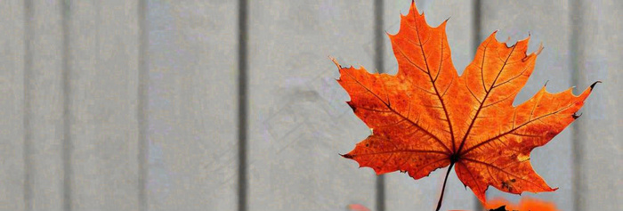 秋天红色秋叶简约特写，立秋秋分摄影图