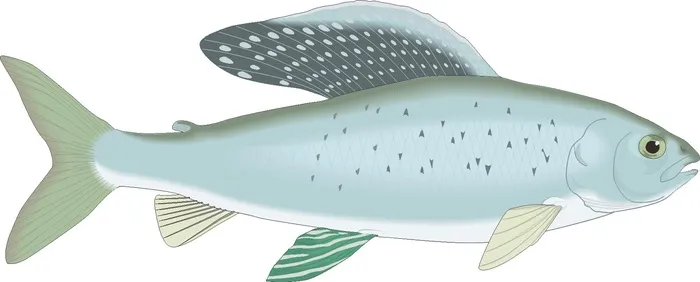 卡通动漫风动画动漫写实素描描摹动物海洋世界鱼21