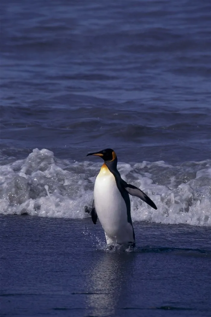 海边可爱的企鹅