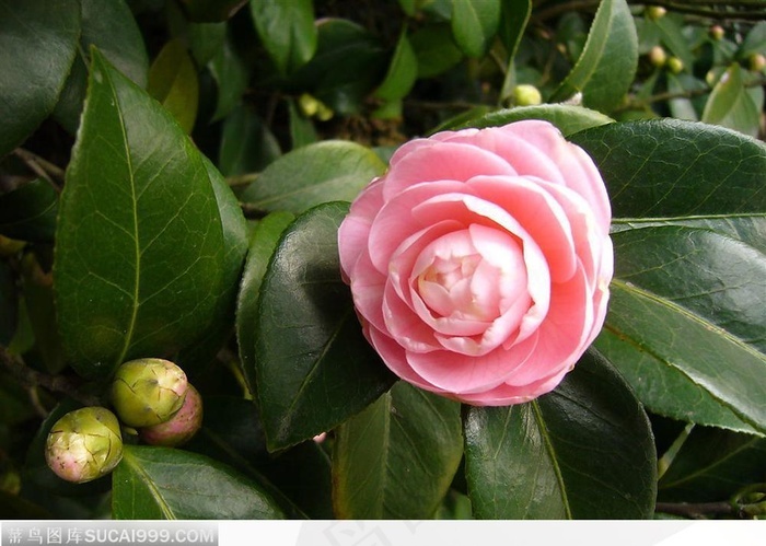 山茶花 菜鸟图库