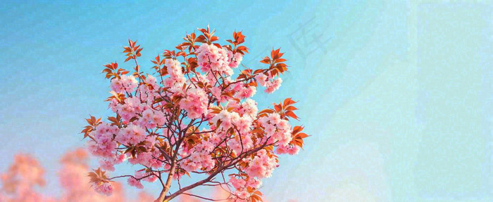 唯美粉色樱花花瓣春天浪漫梦幻蓝色，春分惊蛰摄影图