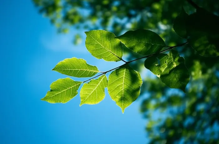 聚焦拍摄绿色的树叶仰拍摄影摄影图桌面壁纸