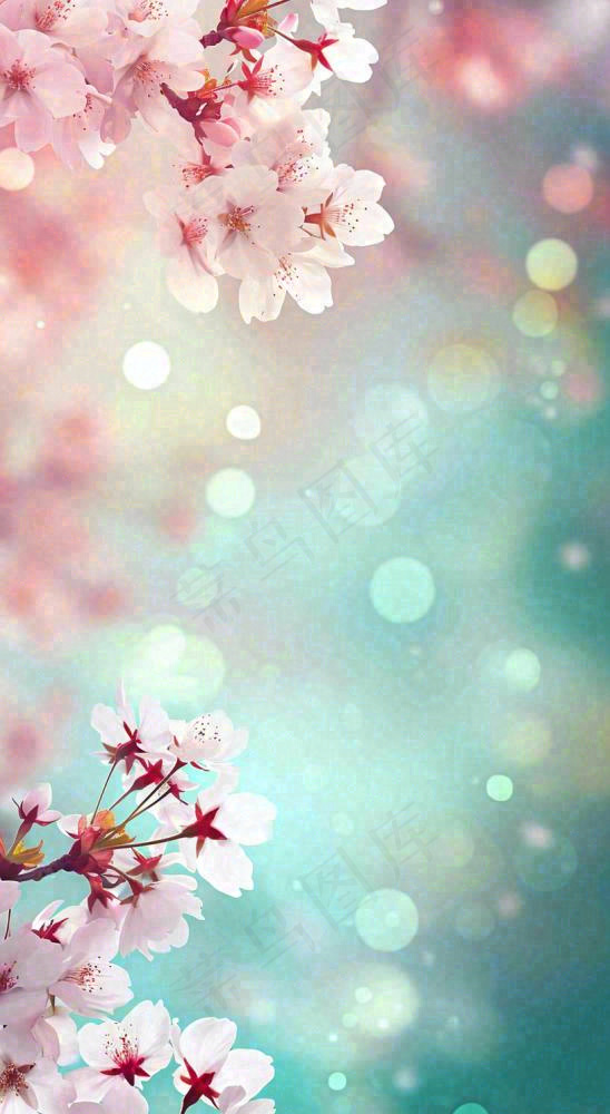 春天浪漫花朵白色樱花，立春春分惊蛰摄影图