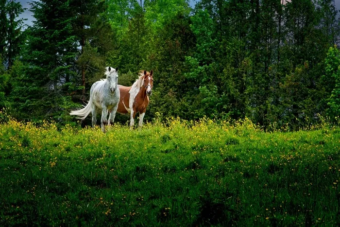 森林里黄马与白马图片