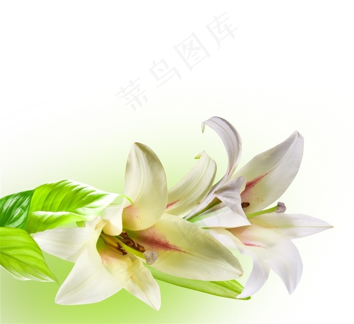 白色百合花束近景特写摄影高清图片 菜鸟图库