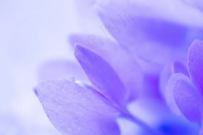 紫色花卉微距图片