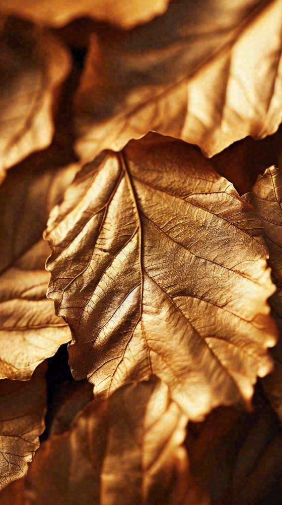 秋天秋叶金黄色满地落叶，秋分摄影图