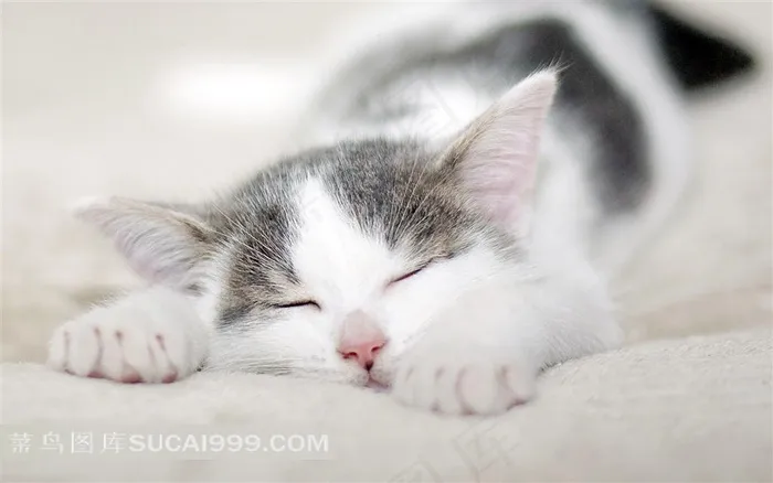 睡梦中的可爱猫咪桌面壁纸