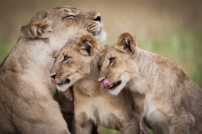 唯美野生动物舔嘴巴的狮子图片动物大全