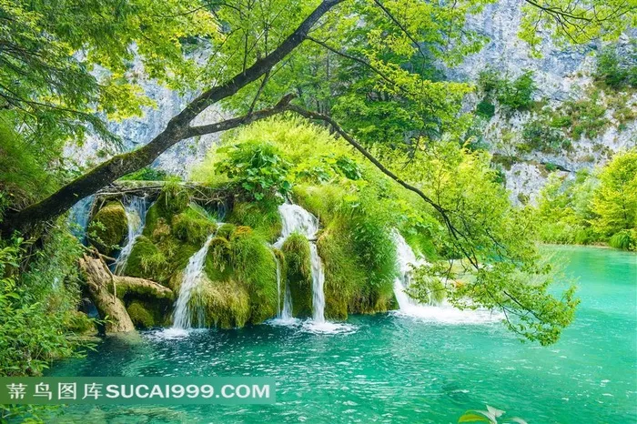 绿苔水流下的美丽森林风景图片