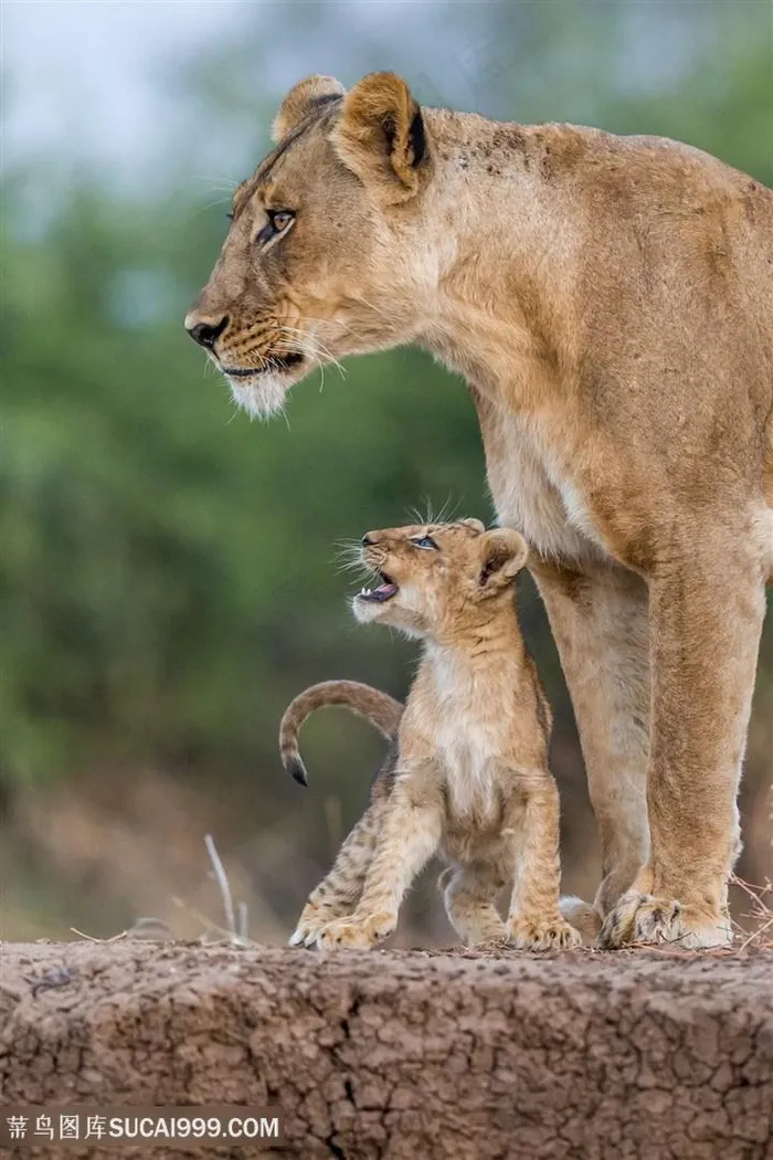 唯美野生动物母狮子与小狮子图片