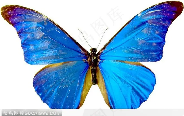 蝴蝶标本（蓝色蝴蝶）