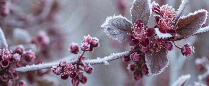 冬天冬季树枝雪景唯美浪漫大雪小雪结冰摄影图
