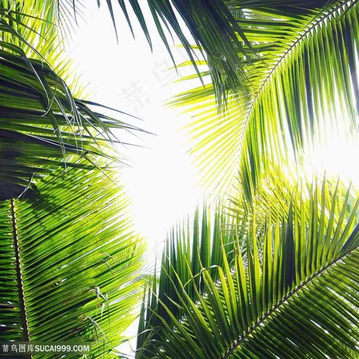 椰子树树叶高清图片