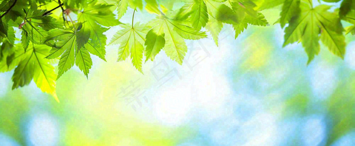 春天阳光绿叶嫩芽清新，立春春分摄影图