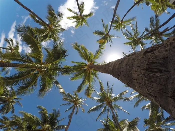 常绿乔木椰子树素材图片