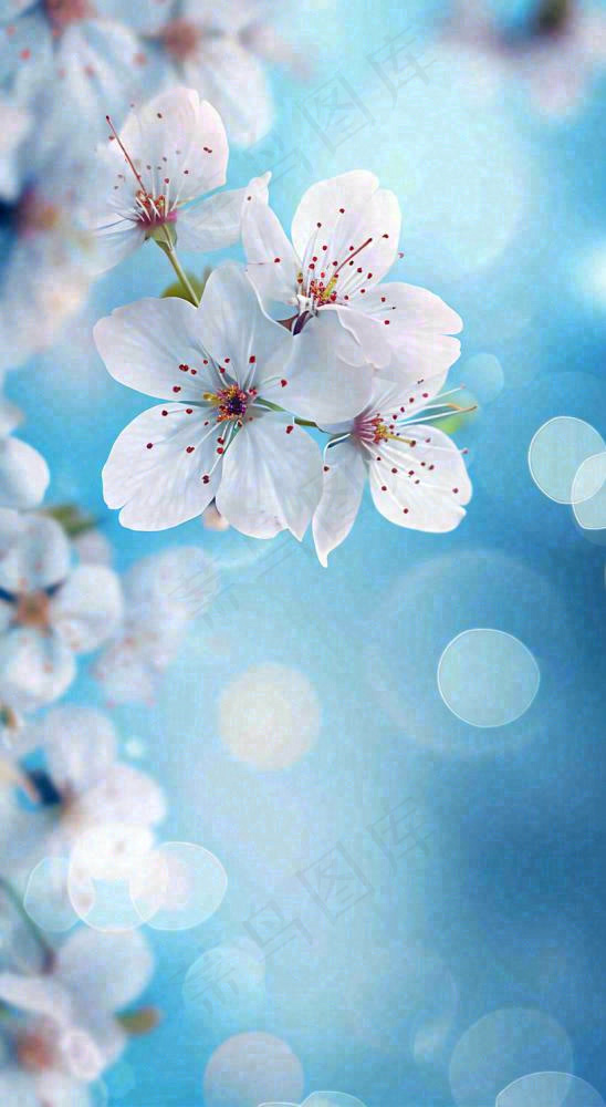 春天清新白色鲜花树枝，文艺新鲜浪漫摄影图
