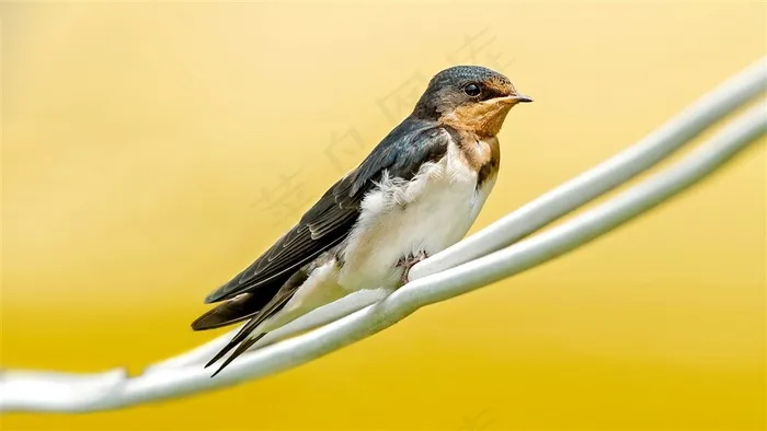 鸟类候鸟小燕子高清素材图片