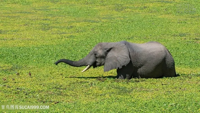 草丛行走的泰国大象图片