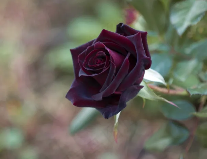 黑玫瑰摄影图片