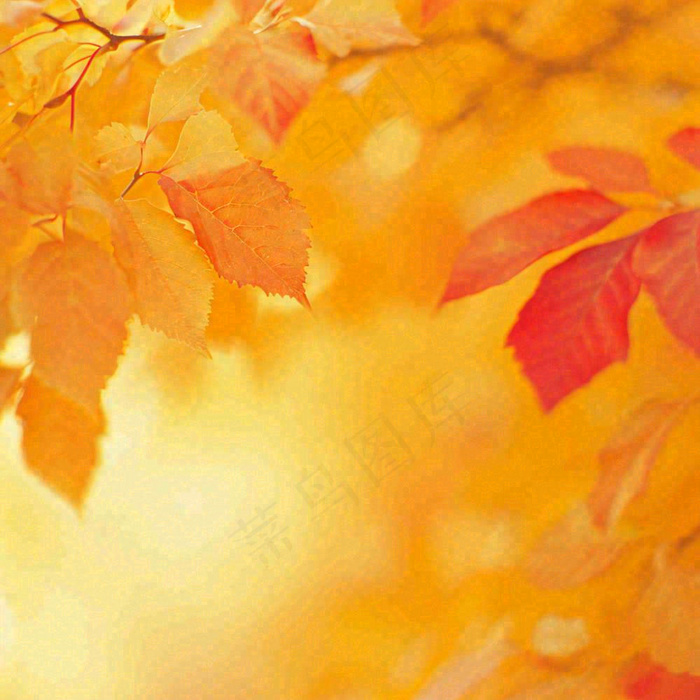 秋天秋意黄色落叶枫叶意境，秋分立秋摄影图