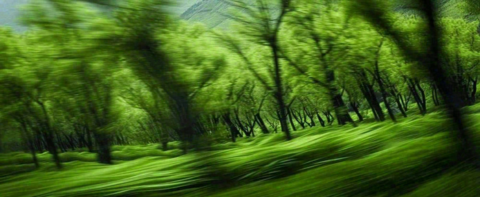 绿色树木虚幻树林摄影图